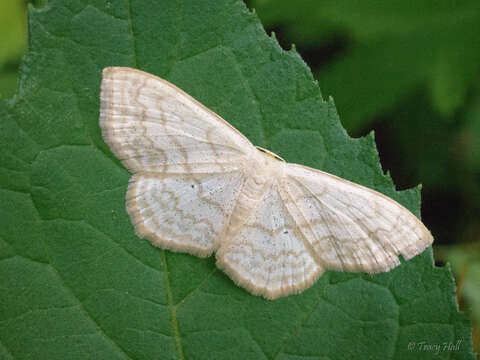 Image of Large Lace-border