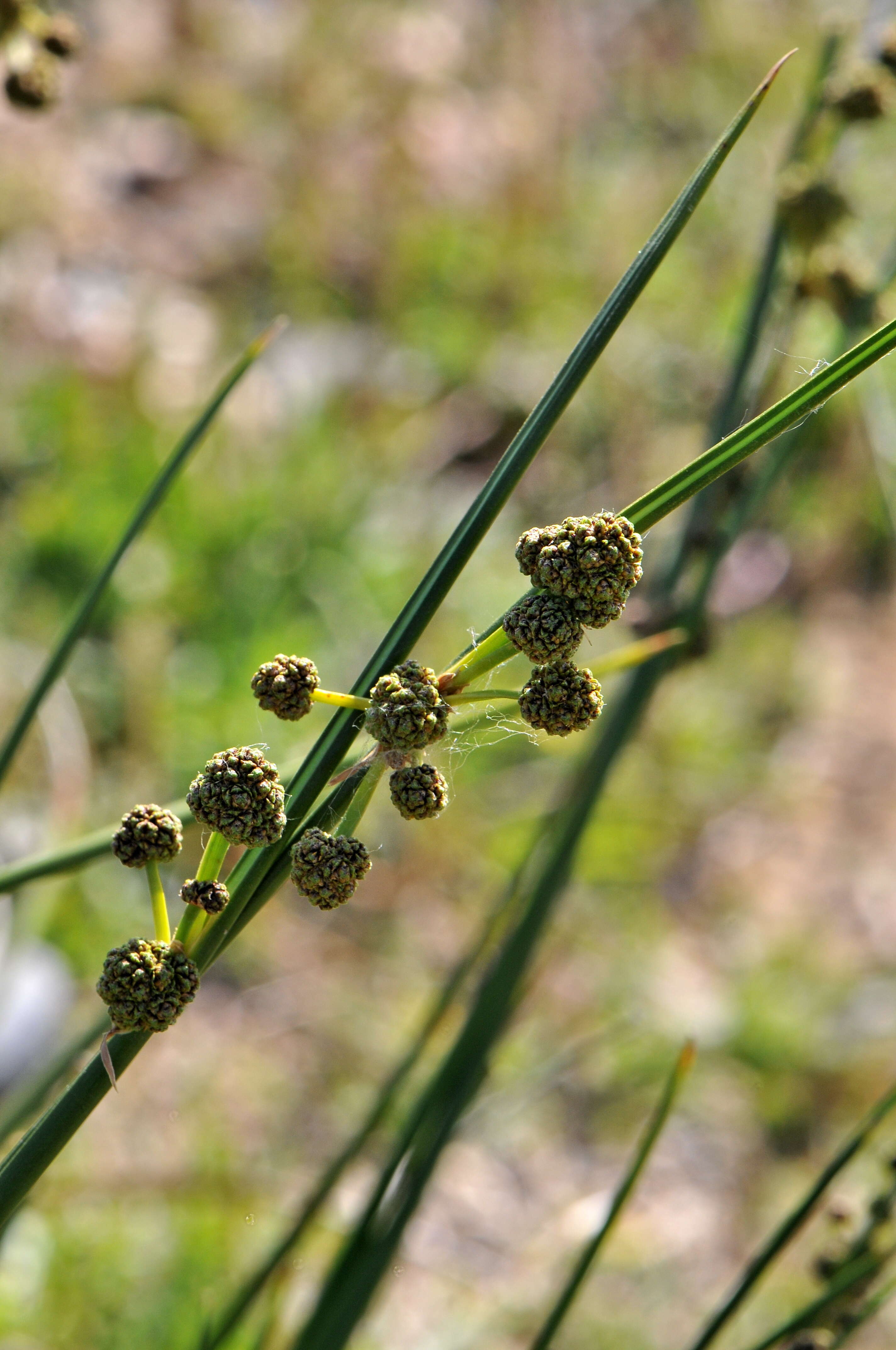 Image of Cyperaceae