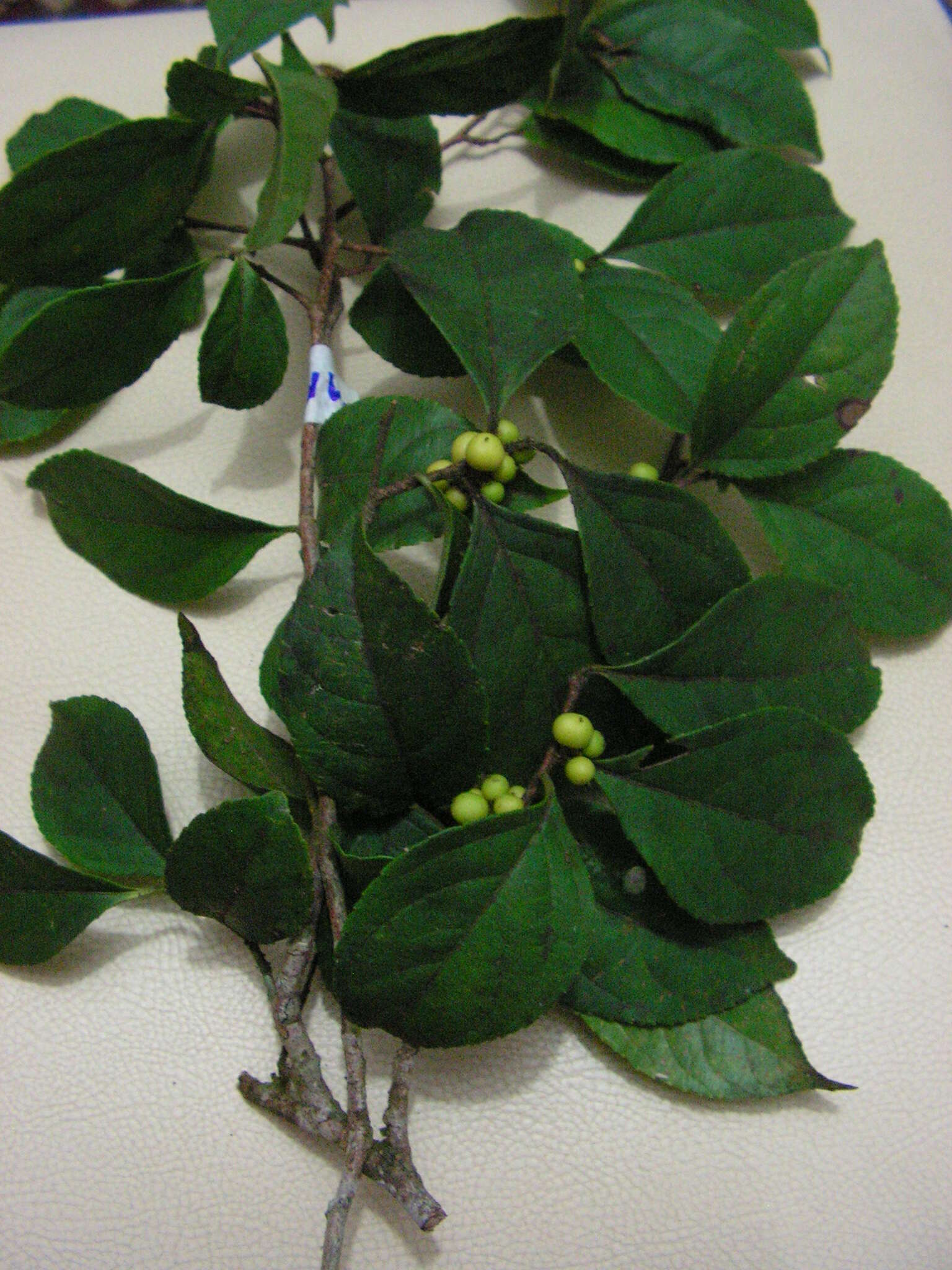 Image of Xylosma ciliatifolia