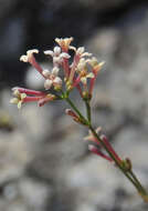 Plancia ëd Asperula