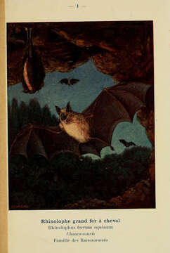 Image of Chiroptera