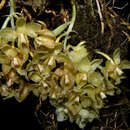Image of Clowesia warczewitzii (Lindl. & Paxton) Dodson