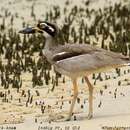 Image of Beach Stone-curlew