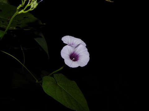 Image of morning-glory