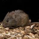 Image of Heath Mouse