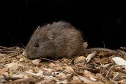 Image of Australian mouse