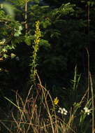 Image of goldenrod