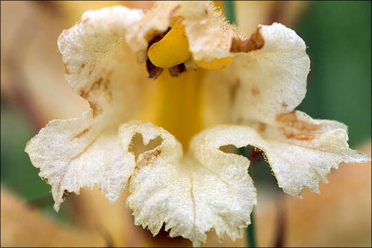 Image of Orobanche lutea Baumg.