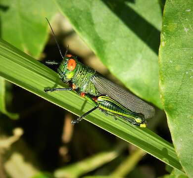 Coscineuta coxalis (Serville 1838)的圖片