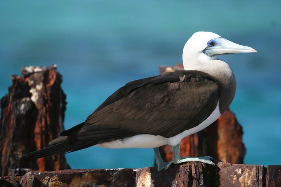 Image of Brown Booby