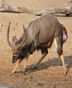 Image of Spiral-horned Antelope