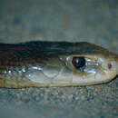 Image of Taipan