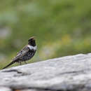 Image of Turdus torquatus alpestris (Brehm & CL 1831)