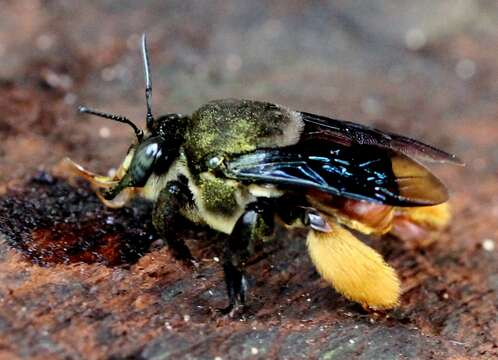 Image of Centris Bees