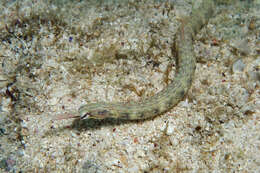 Image of Bloodspot pipefish