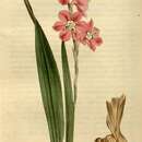 Image of Watsonia marginata minor