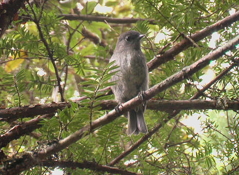 Image of Petroica Swainson 1829