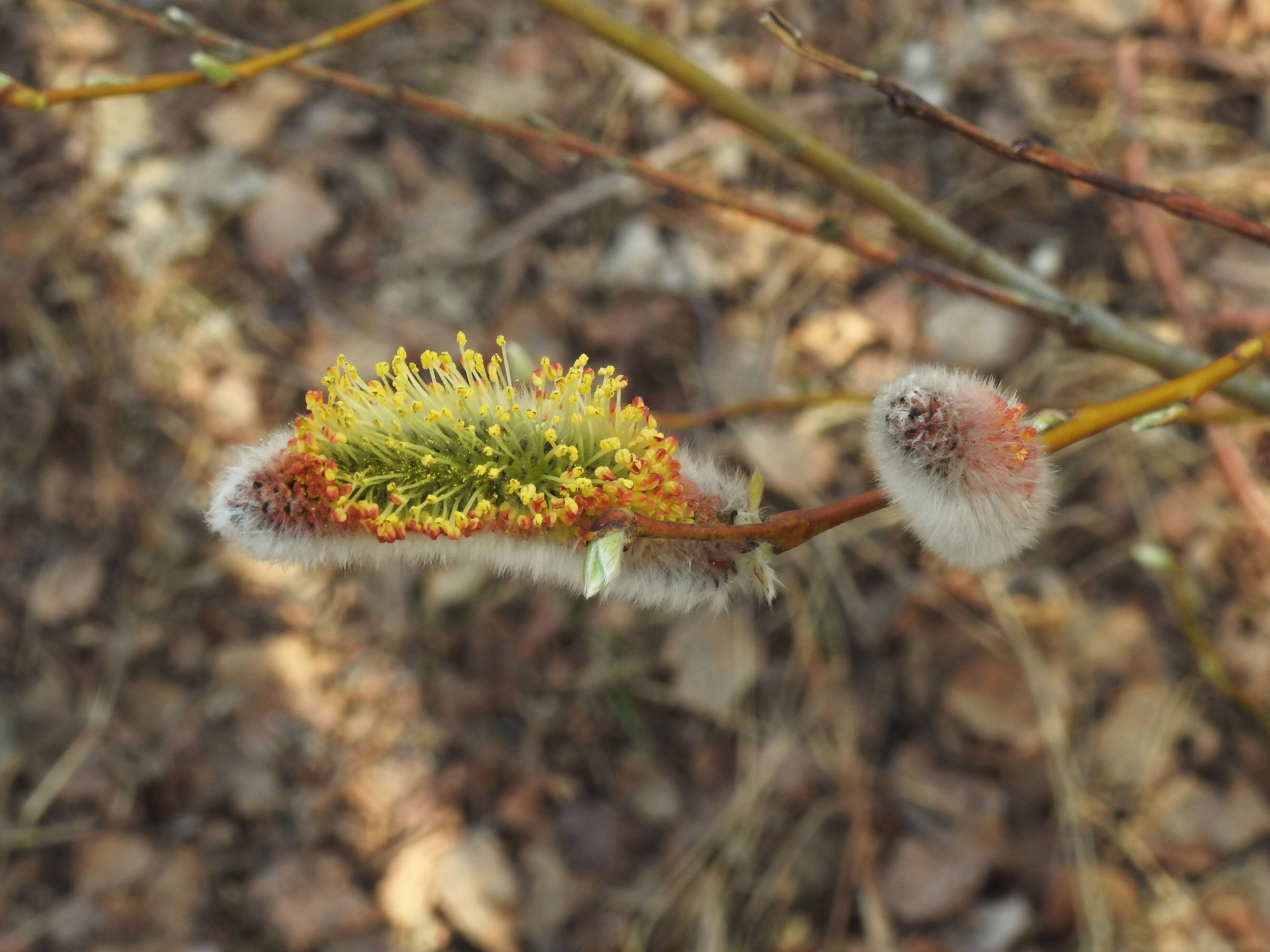 Image of tea-leaved willow