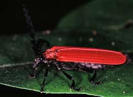 Image of net-winged beetles