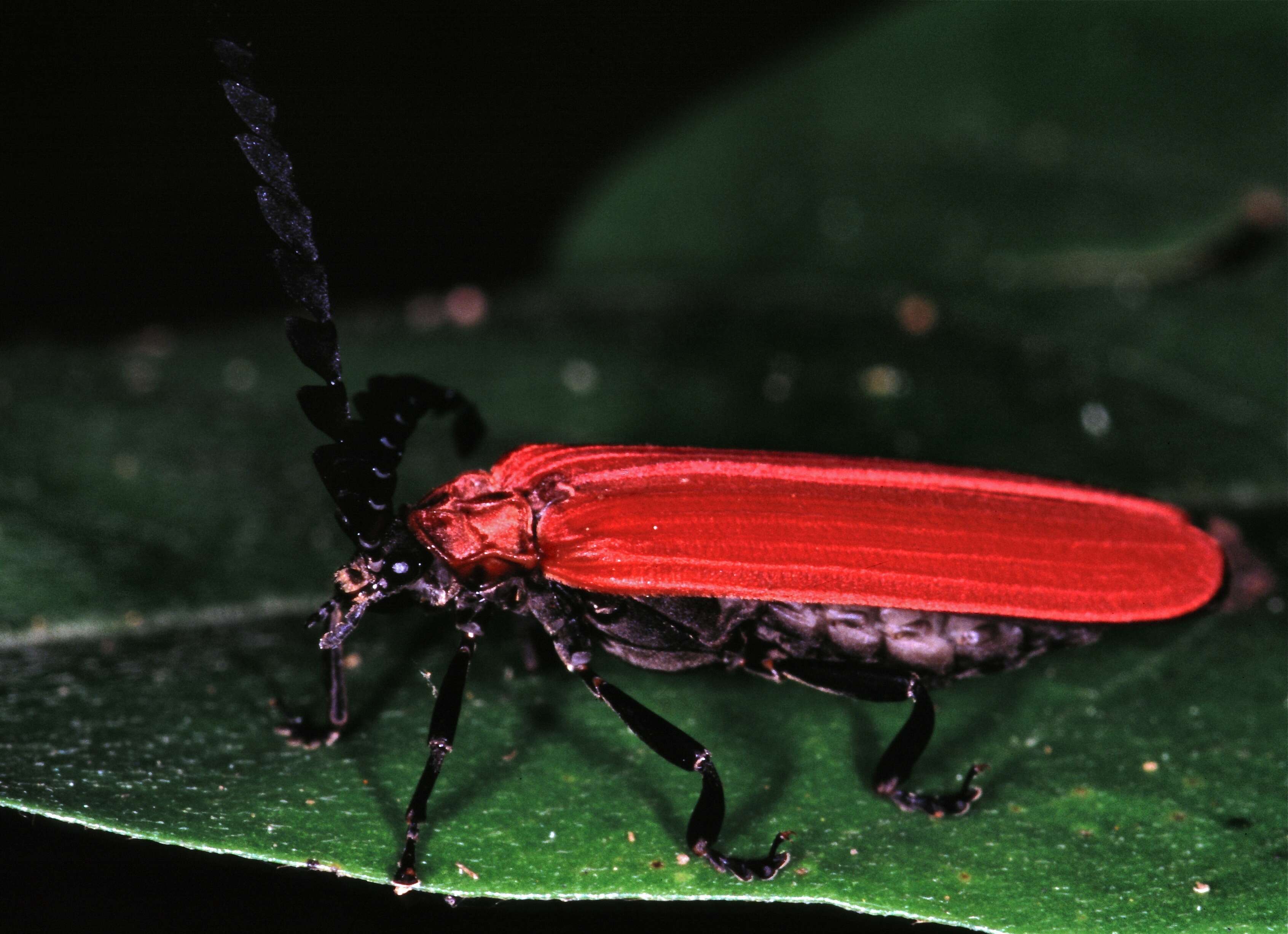 Image of "Click Beetles, Net-winged Beetle, Fireflies, and relatives"