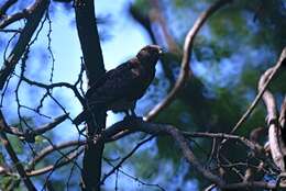 Image of Madagascan Buzzard