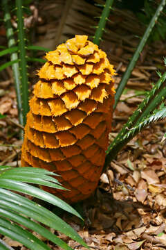 Image of Ground Cycad