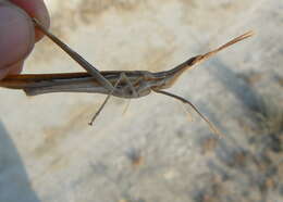 Truxalis nasuta (Linnaeus 1758) resmi