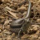 Image of Southern Water Skink