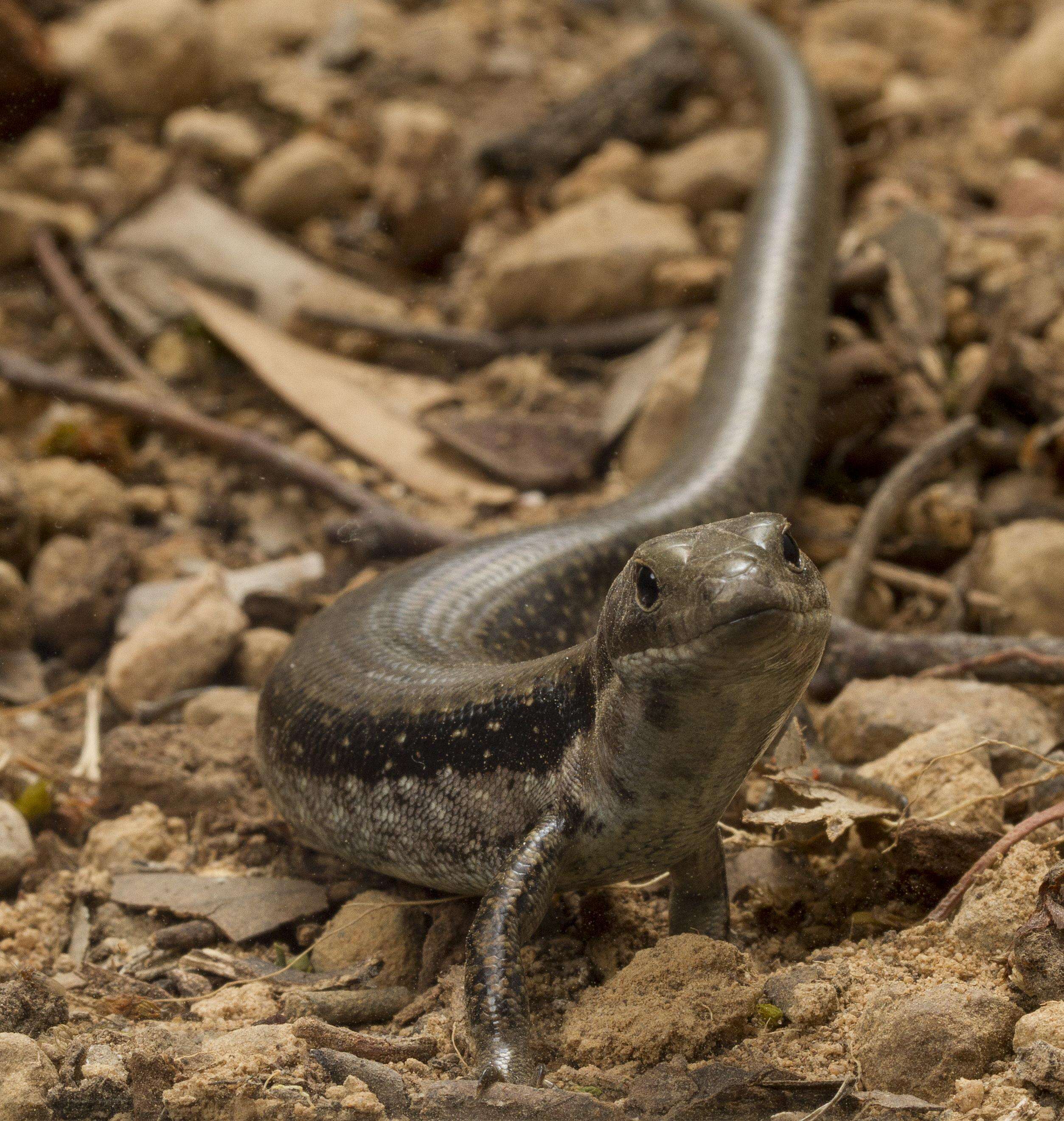 Image of Southern Water Skink