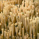 Image of Ramaria stricta (Pers.) Quél. 1888