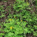 Image of Greater celandine