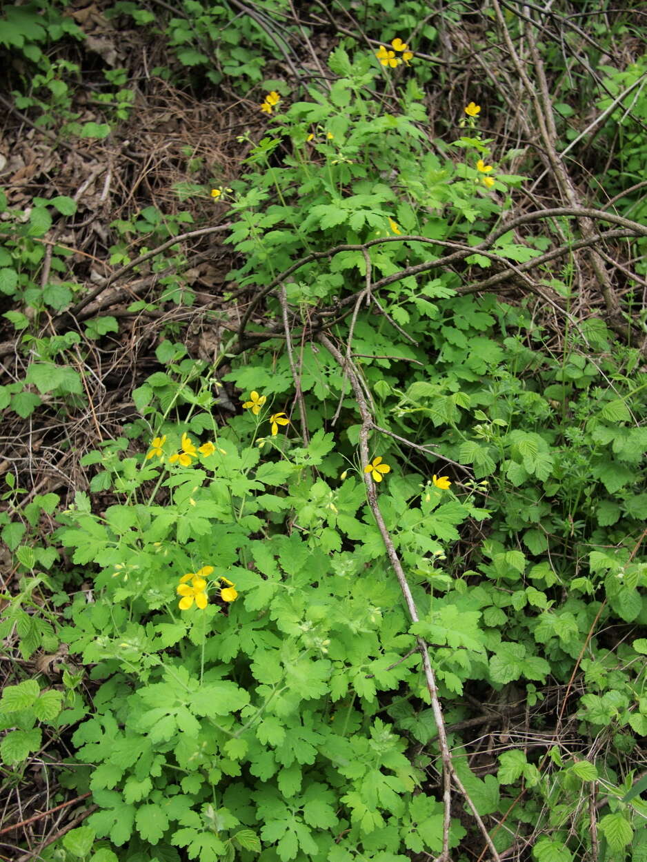 Image of celandine