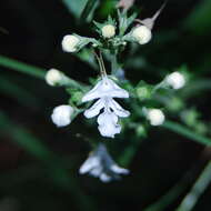 Image of Teucrium corymbosum R. Br.