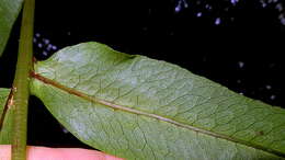 صورة Polypodiaceae