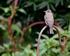 Image of Pewee