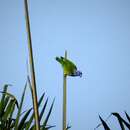 Image of Blue-headed Parrot