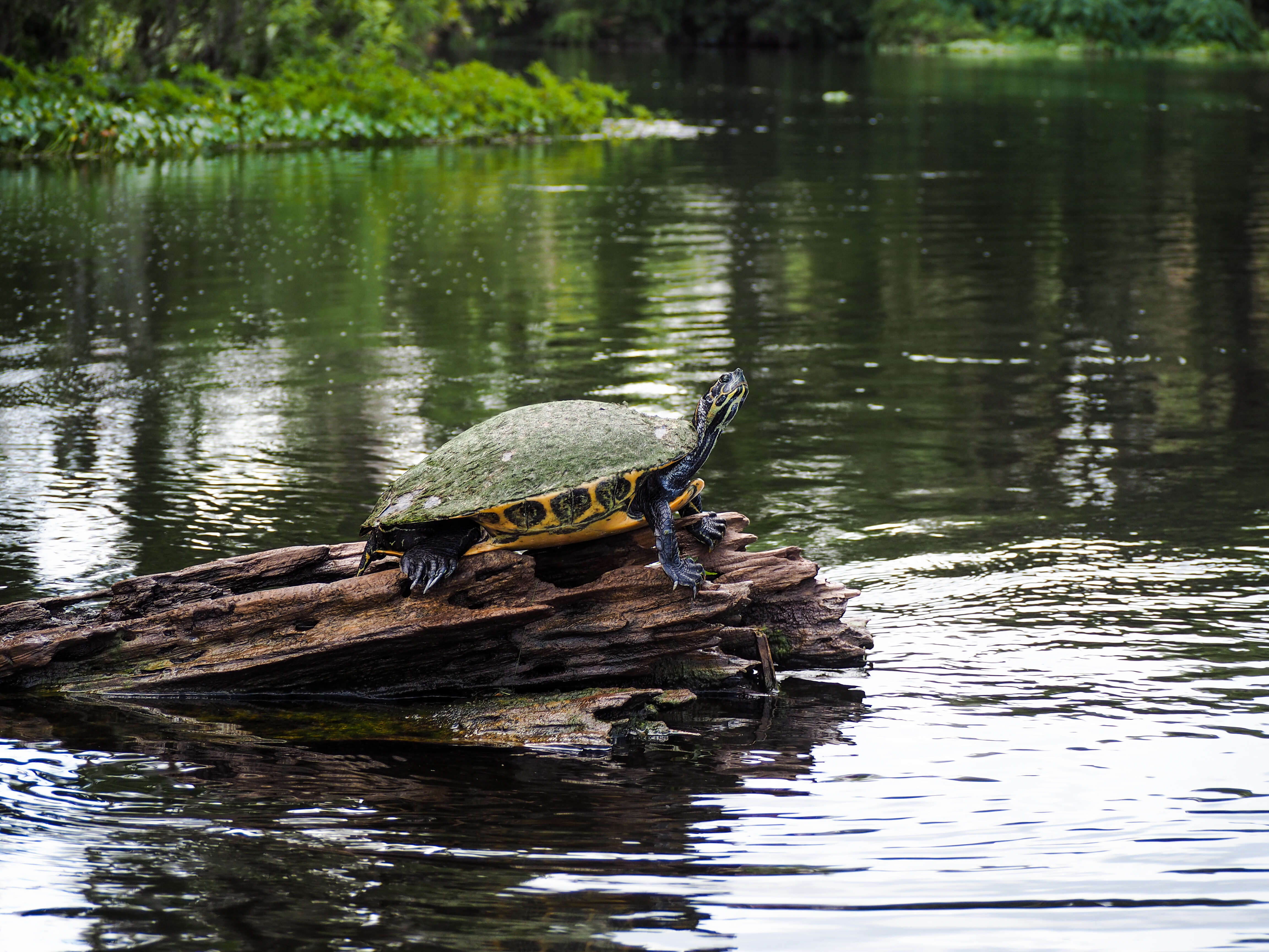 Image of Suwannee cooter