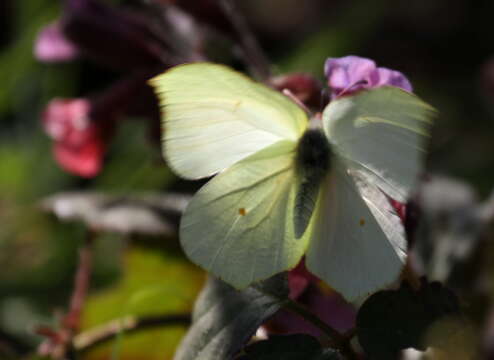 Image of Brimstones