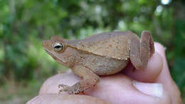 Image of beaked toads