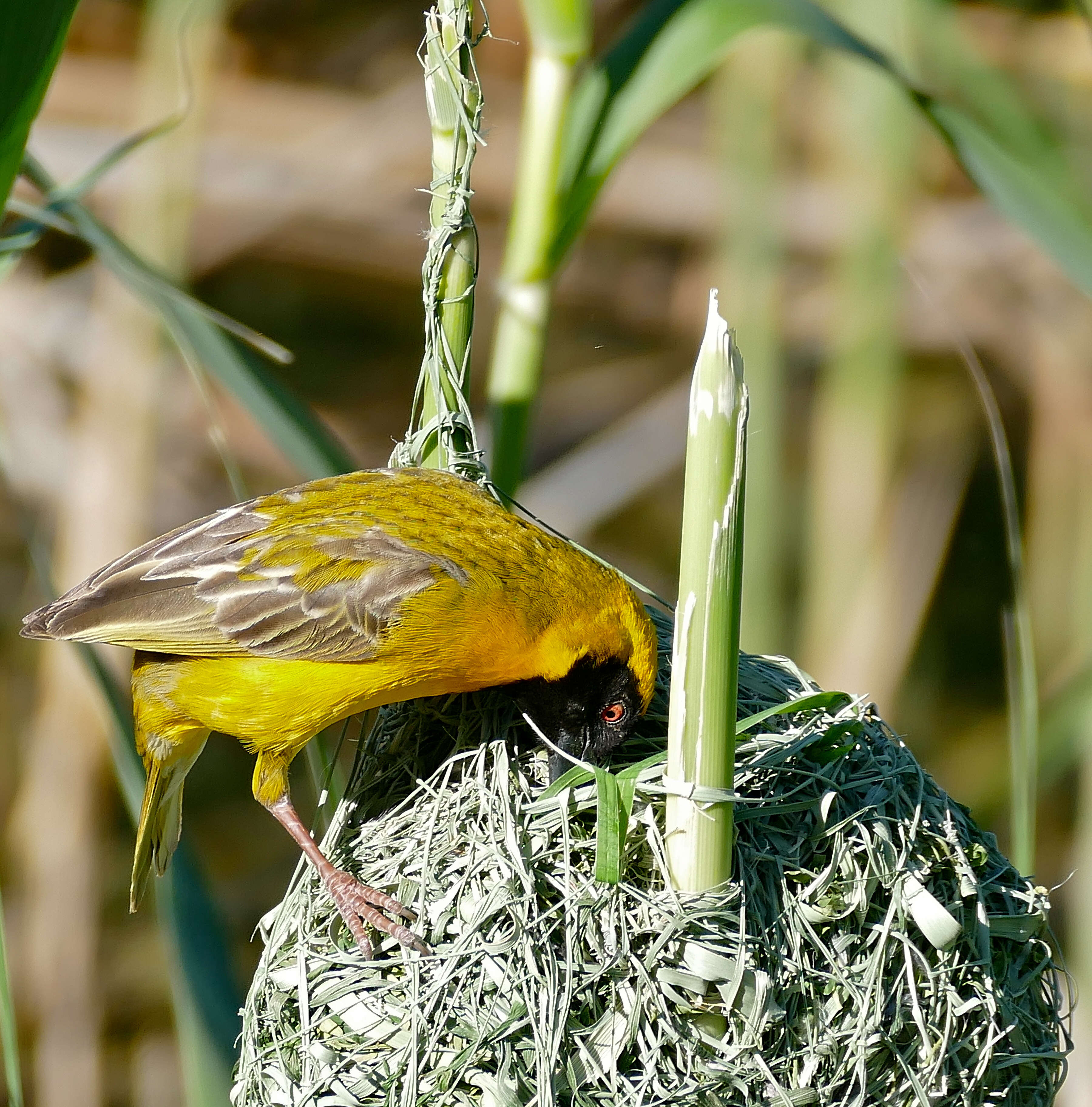 Image of African Masked Weaver