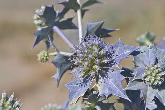 Imagem de Eryngium maritimum L.