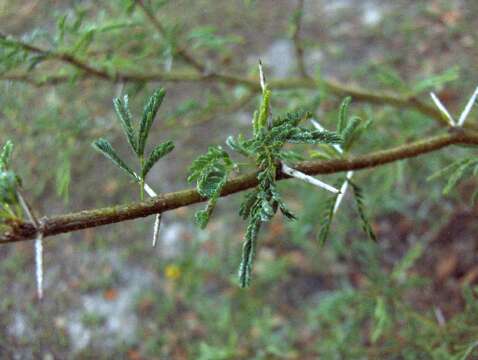 Image of acacia