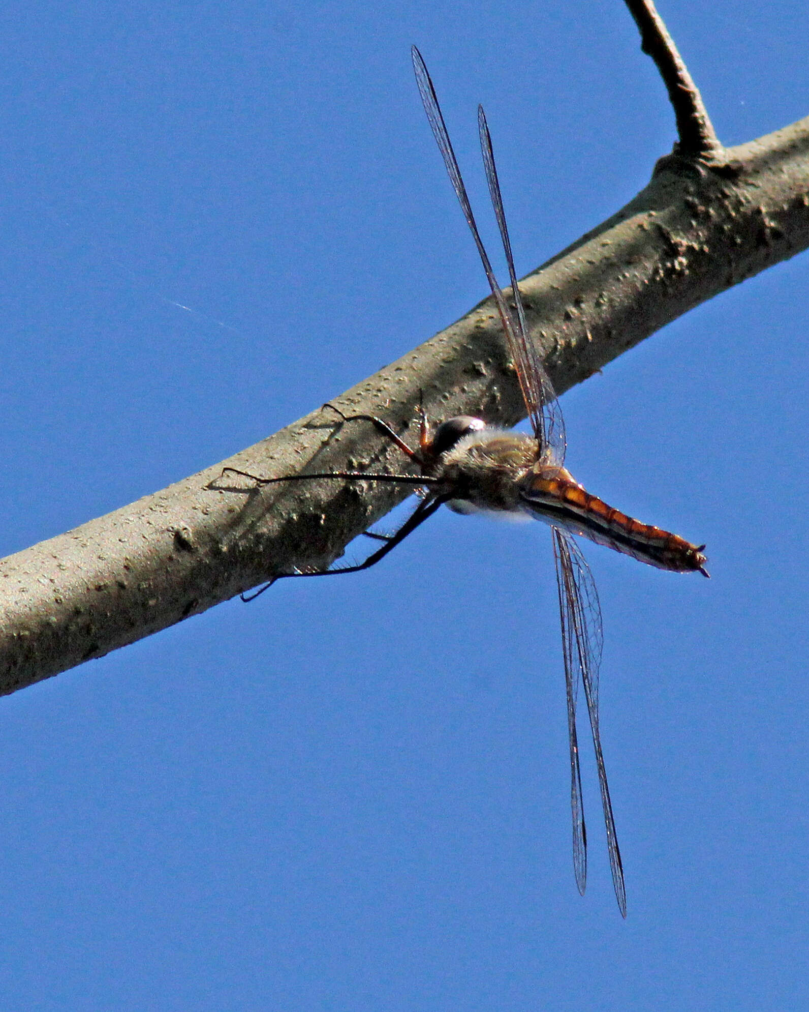 Image of Sepia Baskettail