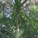 Image of Dracaena arborea (Willd.) Link