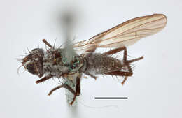 Image of Anthomyia monilis (Meigen 1826)