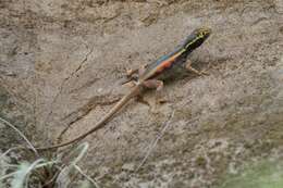 Image of Black Lava Lizard