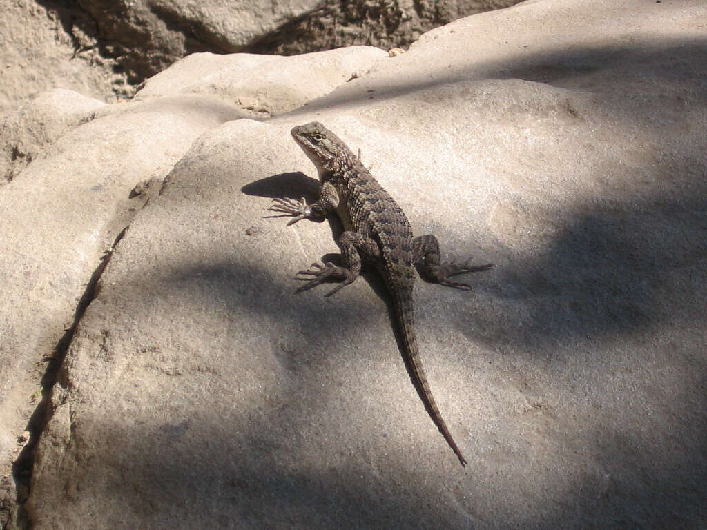 Image of Duges' Spiny Lizard