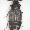 Image of Ocillate rove beetle