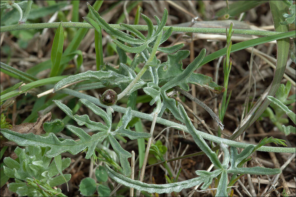 Image de Convolvulus elegantissimus Mill.