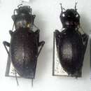 Image of Carabus (Mesocarabus) lusitanicus Fabricius 1801